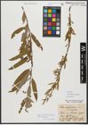 Foto von Salix triandra subsp. amygdalina (L.) Schübl. & G. Martens